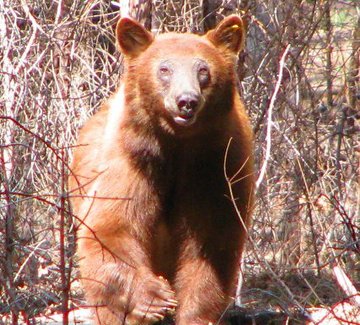 Bears yosemite photos.jpg